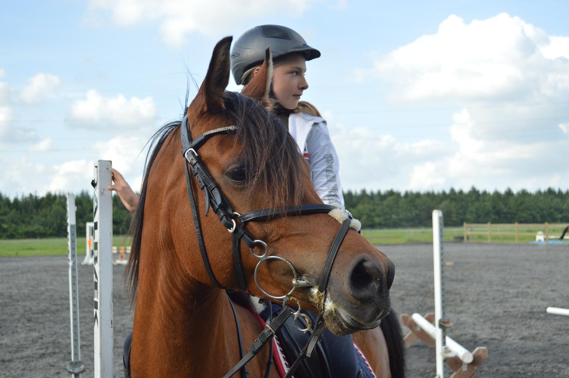 Arabisk fuldblod (OX) Wafeeq OX billede 3