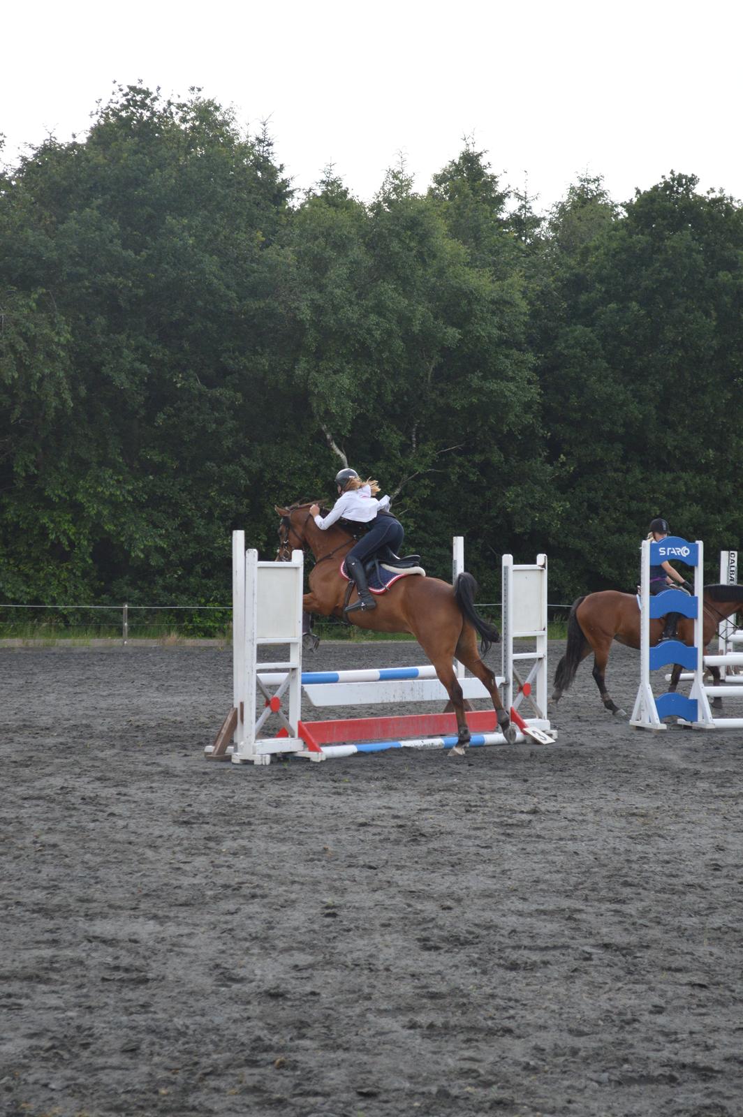 Arabisk fuldblod (OX) Wafeeq OX billede 2