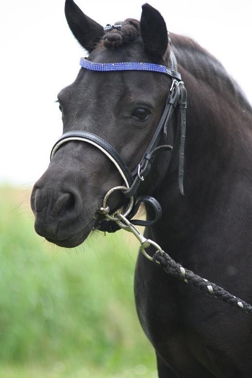 Shetlænder Molly billede 13