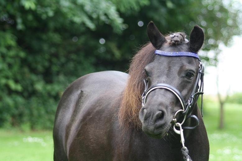 Shetlænder Molly billede 14