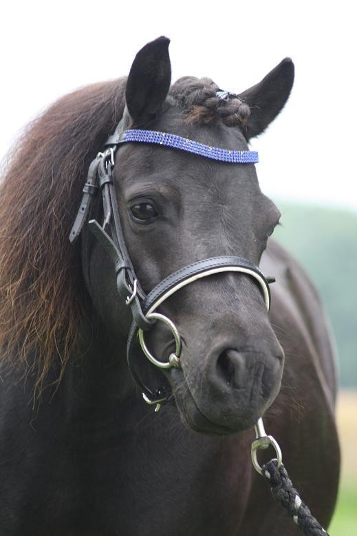 Shetlænder Molly billede 4