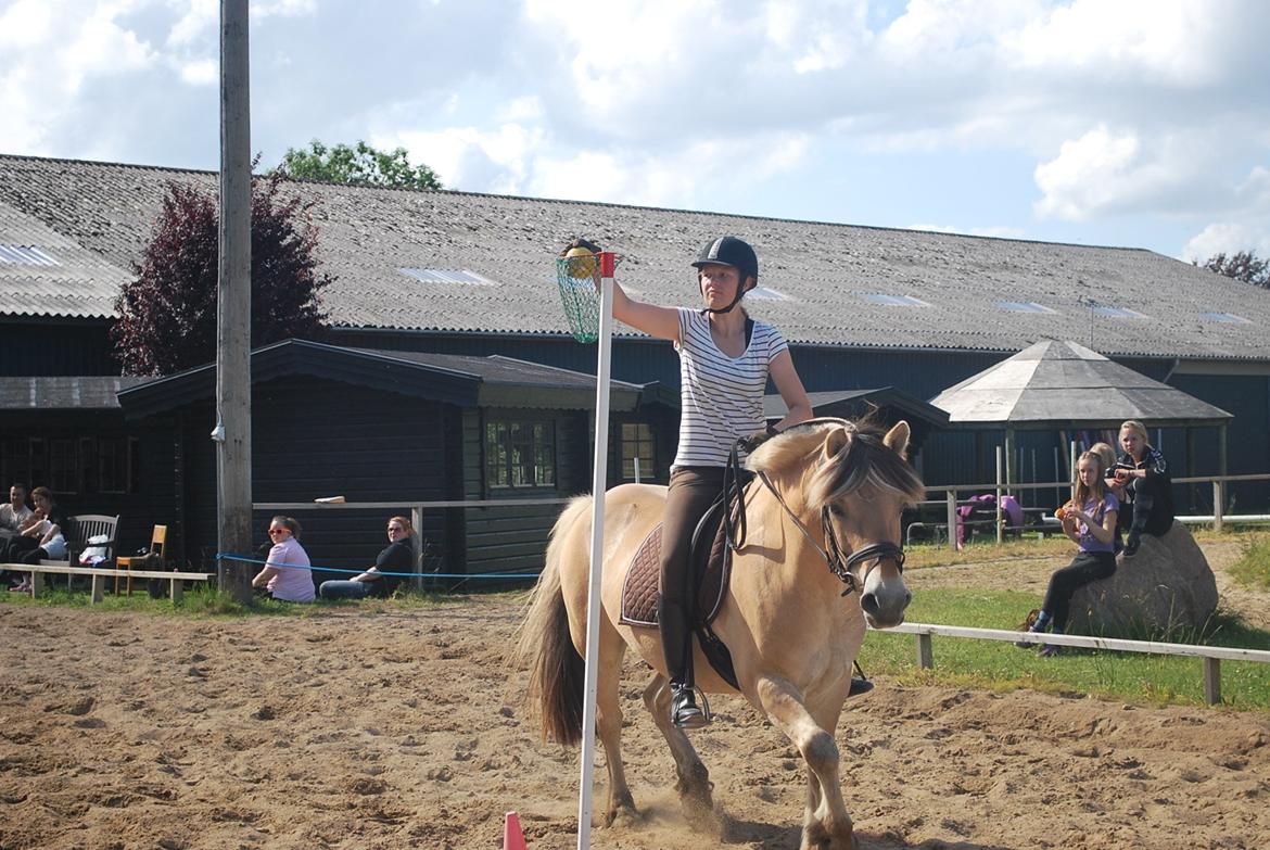 Fjordhest Farmens Elliot billede 11