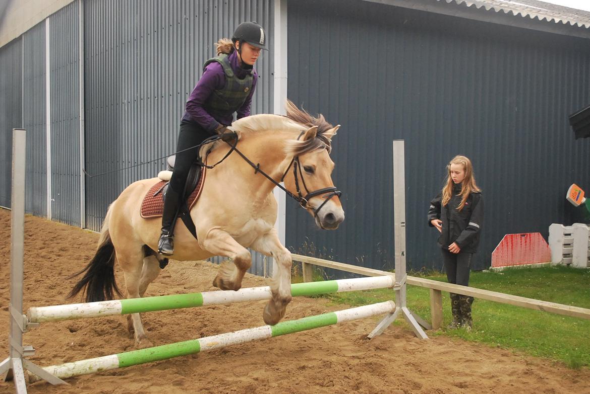 Fjordhest Farmens Elliot - When passion unites the horse and the rider. billede 4