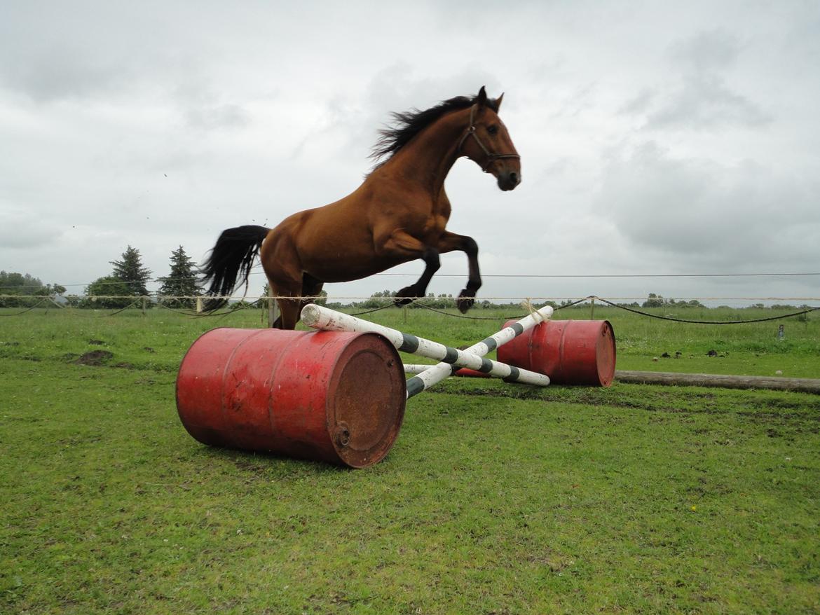 Dansk Varmblod Largo billede 6