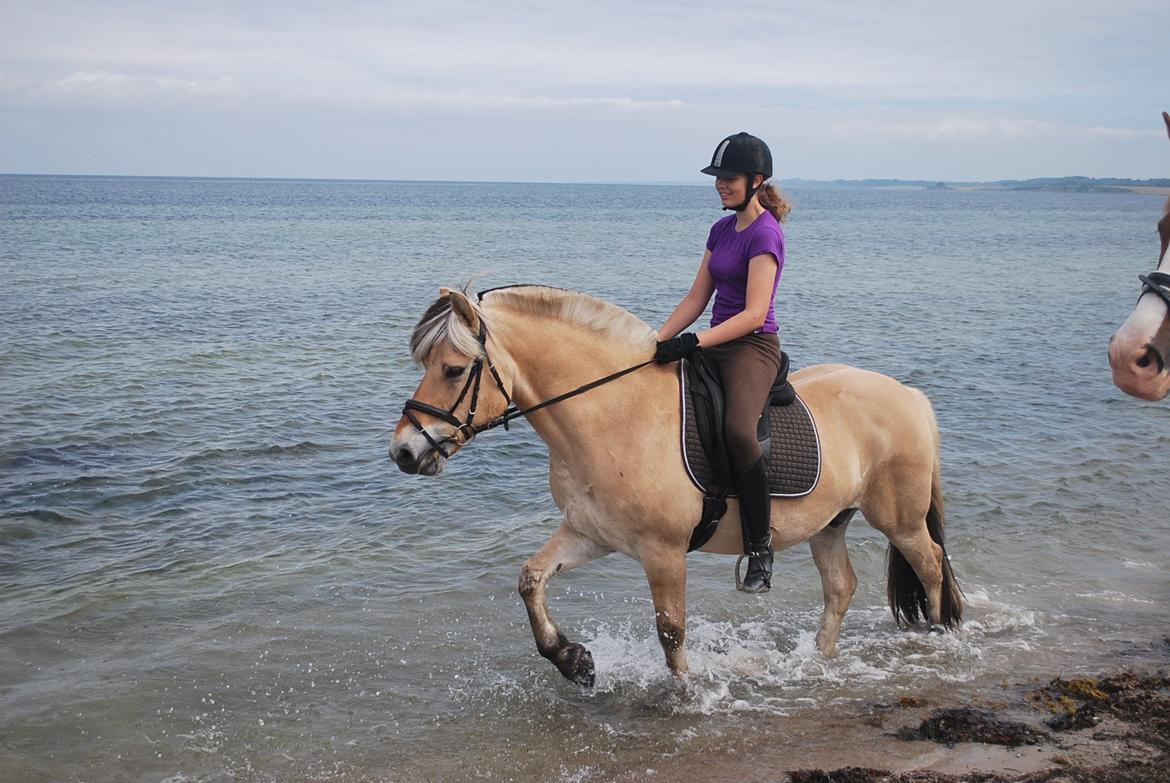 Fjordhest Farmens Elliot billede 13