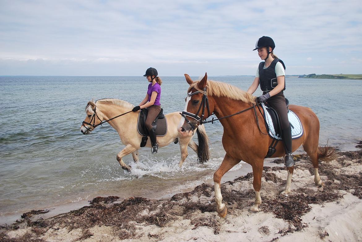 Fjordhest Farmens Elliot billede 19