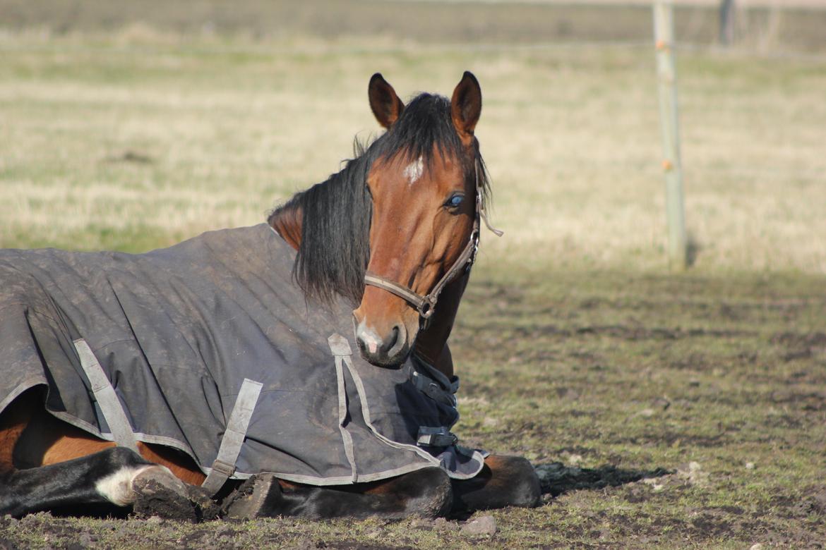 Dansk Varmblod Largo billede 11