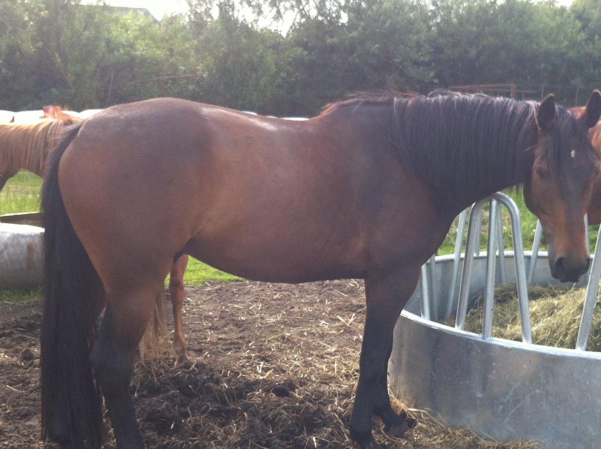 Anden særlig race Oliver billede 1