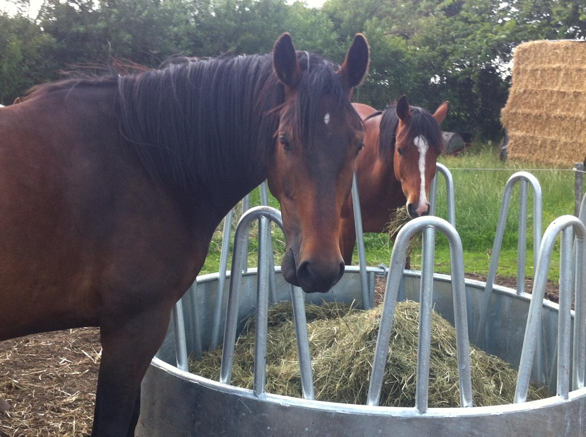 Anden særlig race Oliver billede 2