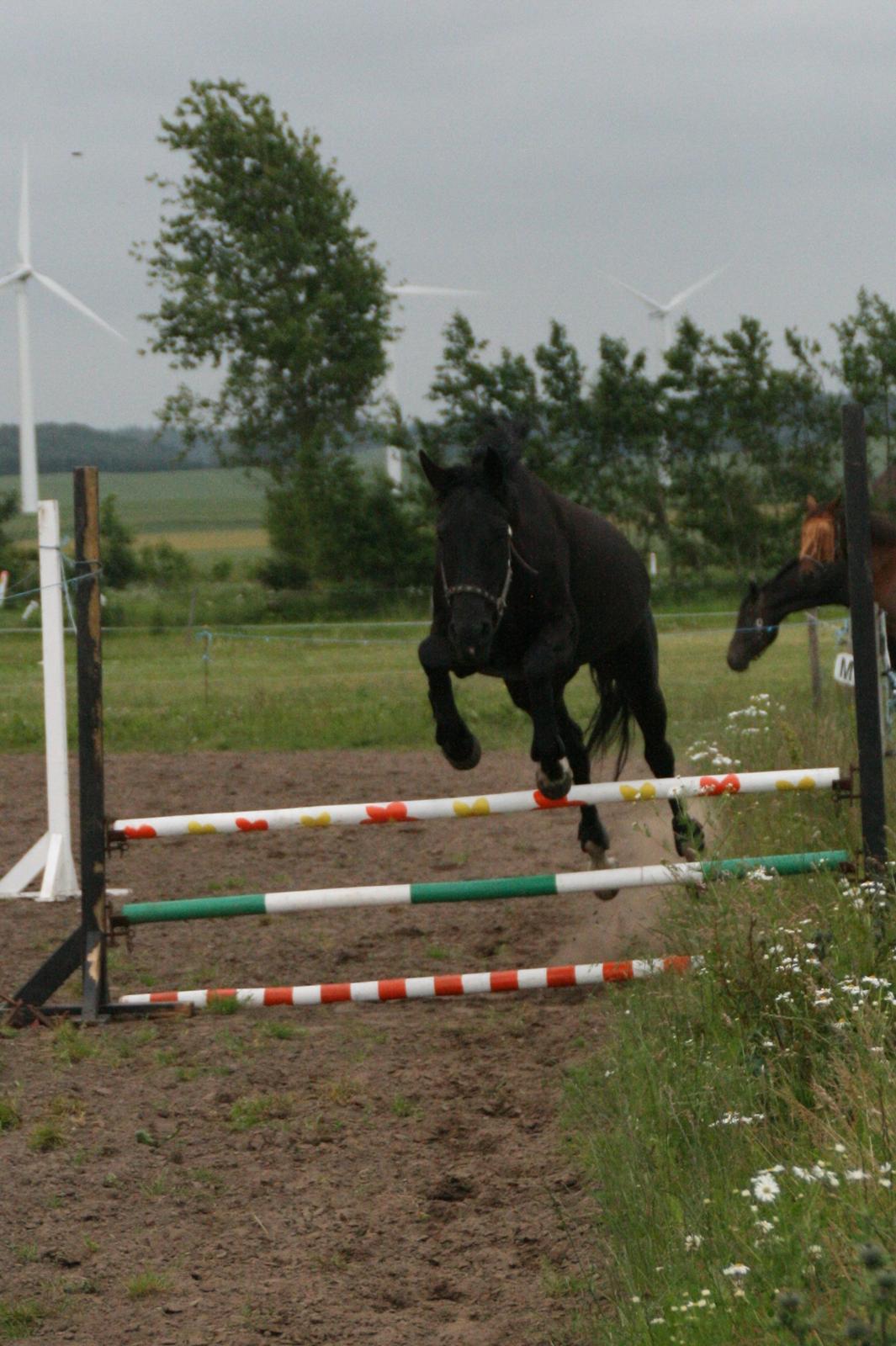 Dansk Varmblod Langagers Dooliwia billede 23