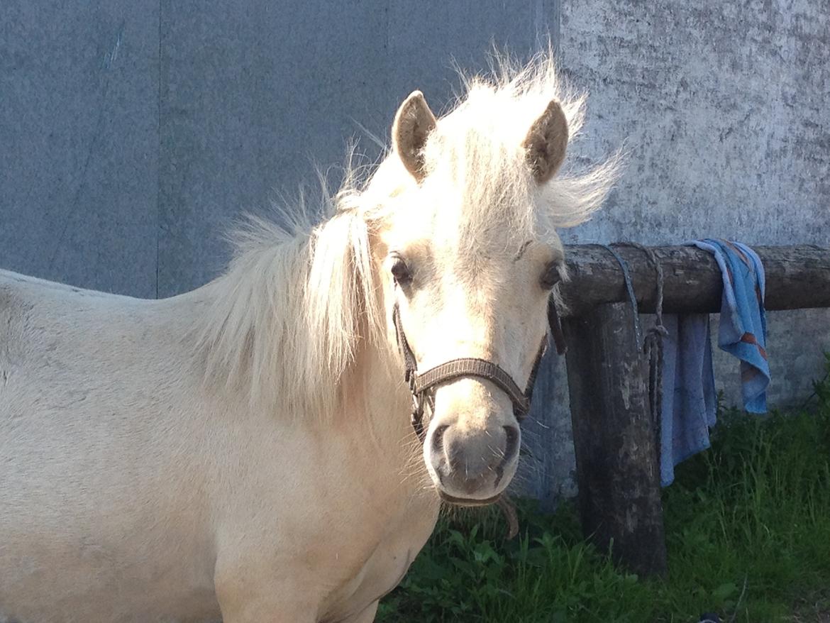 Anden særlig race A.B. Ludwig billede 15