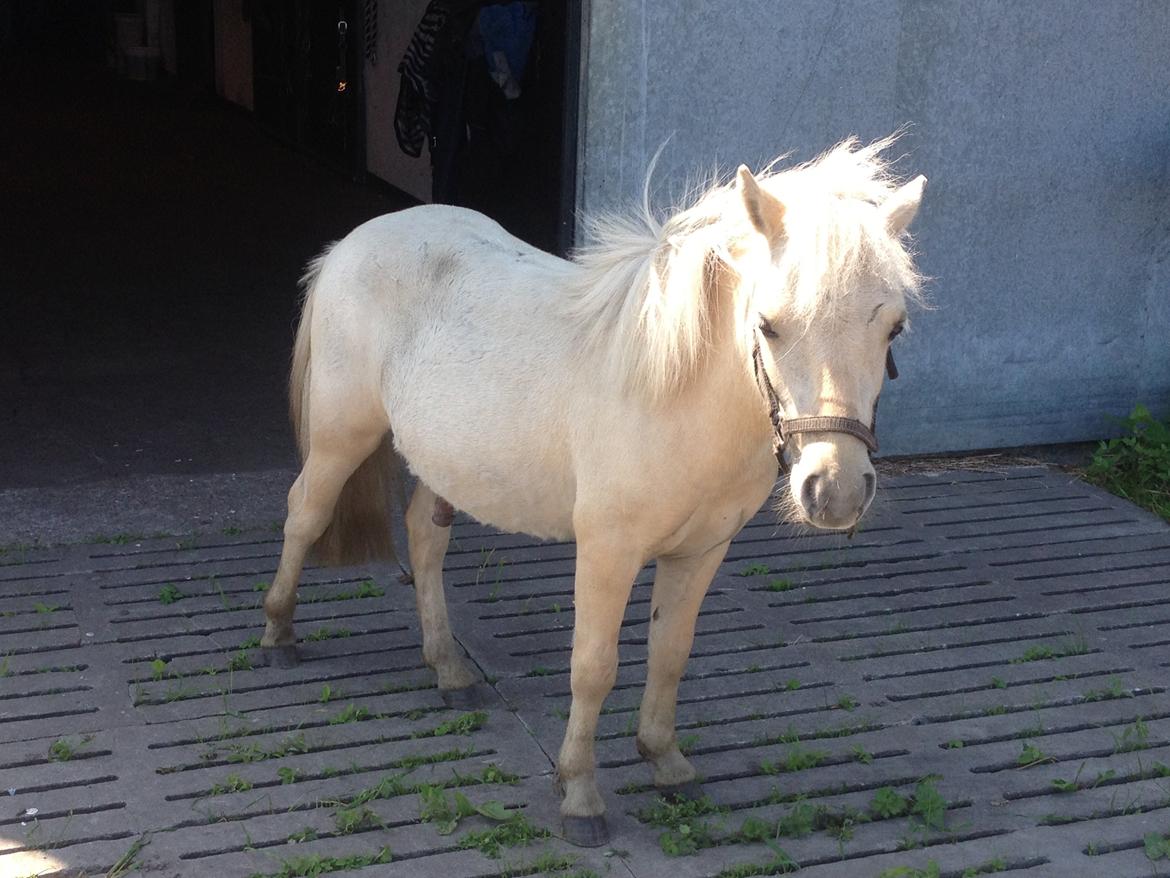 Anden særlig race A.B. Ludwig billede 16