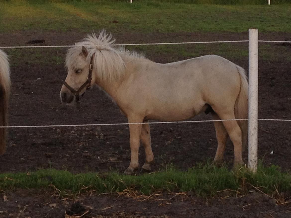 Anden særlig race A.B. Ludwig billede 17