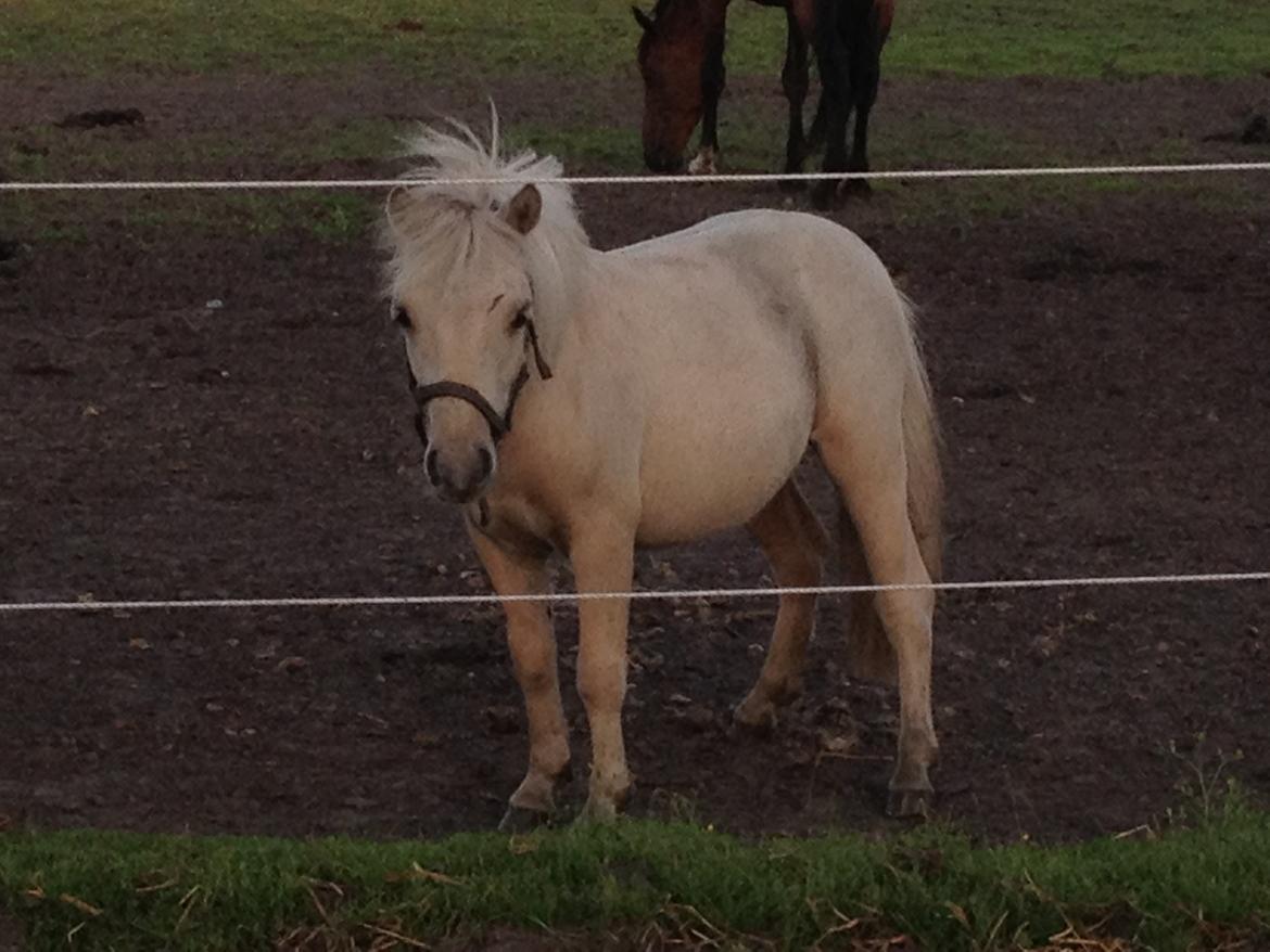 Anden særlig race A.B. Ludwig billede 18