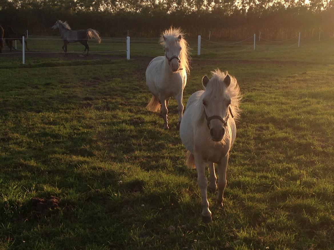 Anden særlig race A.B. Ludwig billede 19
