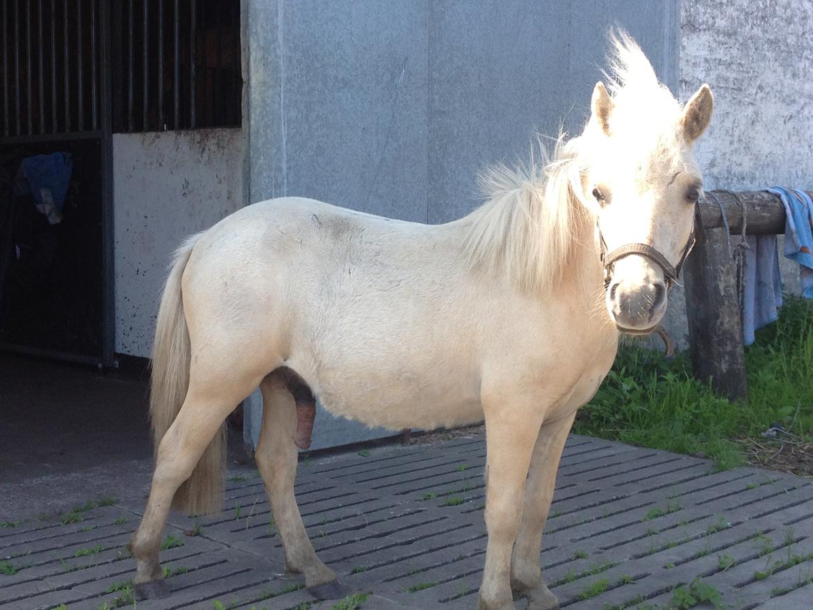 Anden særlig race A.B. Ludwig billede 20