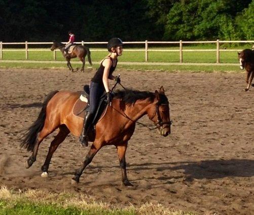 Anden særlig race Rosa billede 13