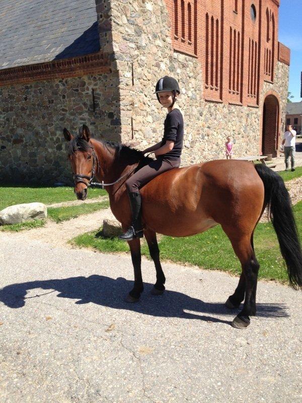 Anden særlig race Rosa billede 12