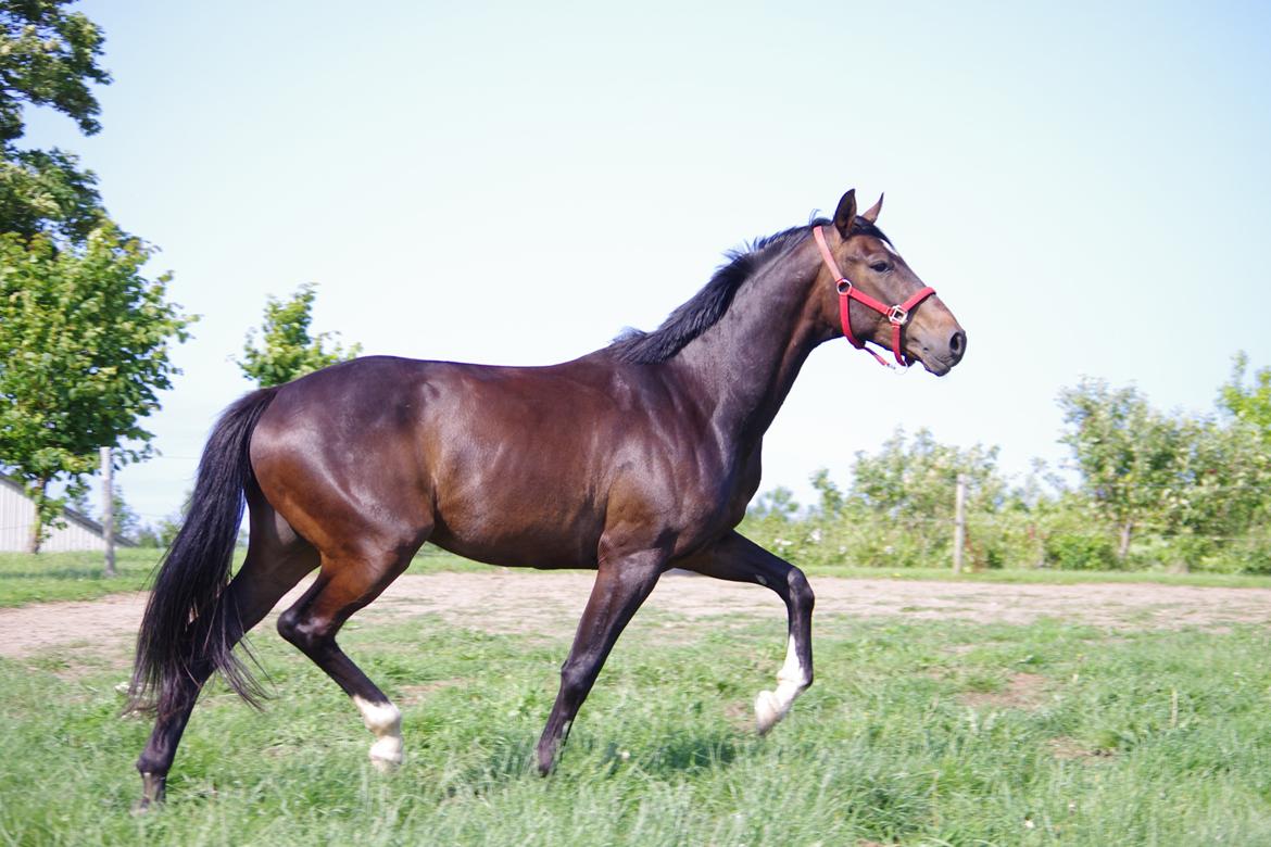 Dansk Varmblod Baunehøjens Fürst Flügger billede 5