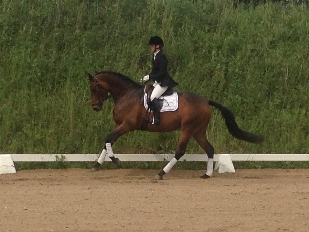 Dansk Varmblod Pretty Princess billede 18