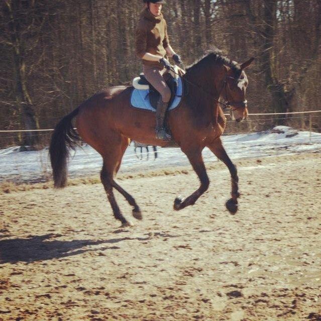 Zangersheide Sally Z billede 15