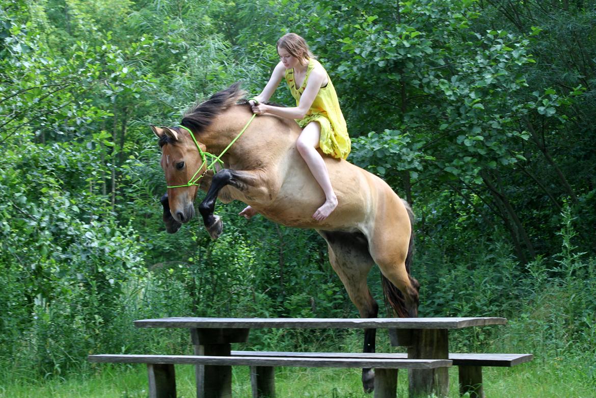 Anden særlig race Flicka | Thanks for the memories <3 - Fjollede hest... Bænken er helt sikkert farlig!

Taget af: https://www.facebook.com/FrejaSifFoto?fref=ts billede 8