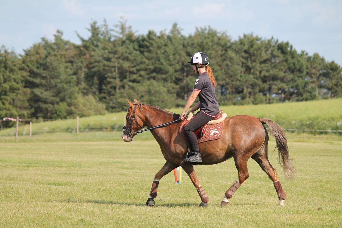 Tysk Sportspony Fee 768 billede 6