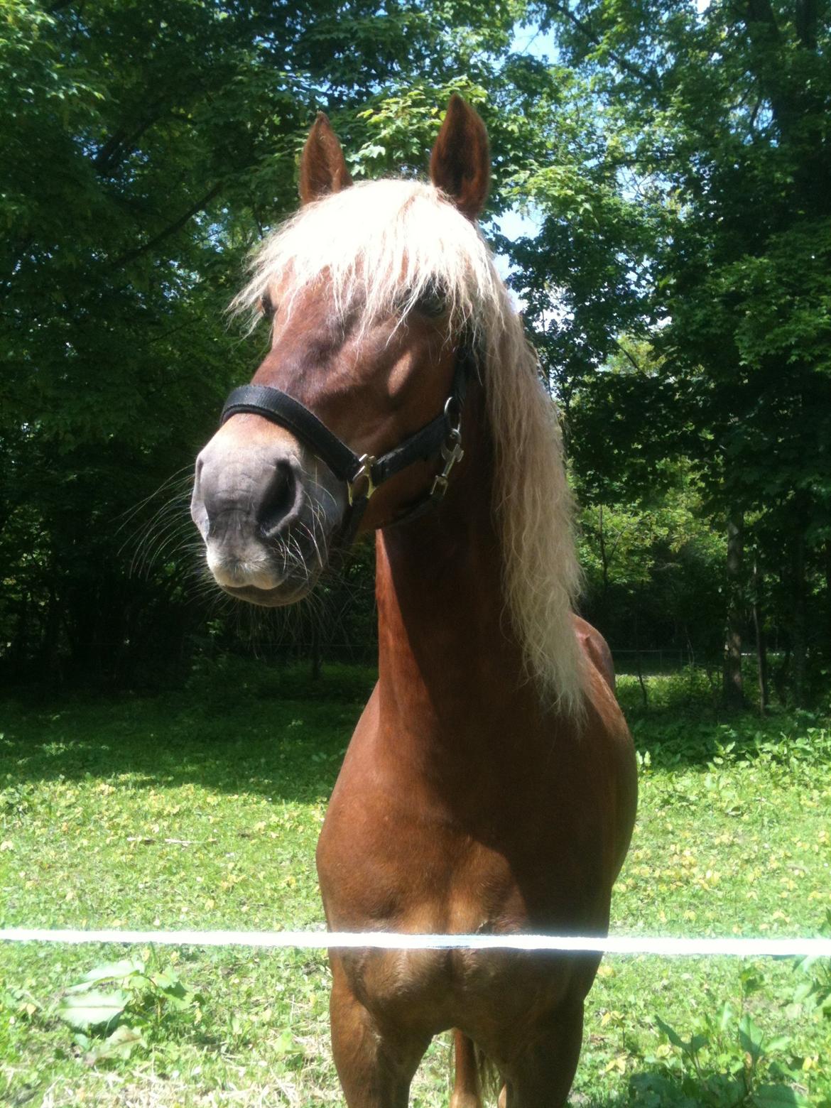 Welsh Cob (sec D) Midtnight billede 2