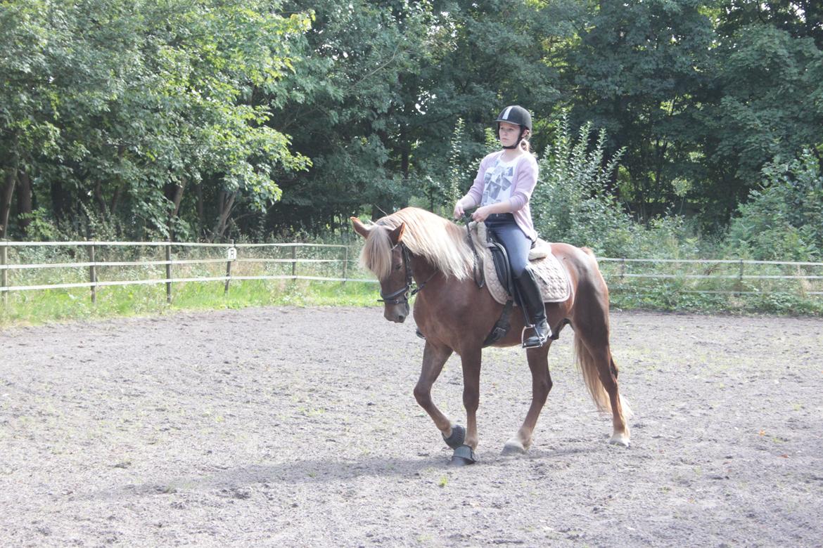 Welsh Cob (sec D) Midtnight billede 4