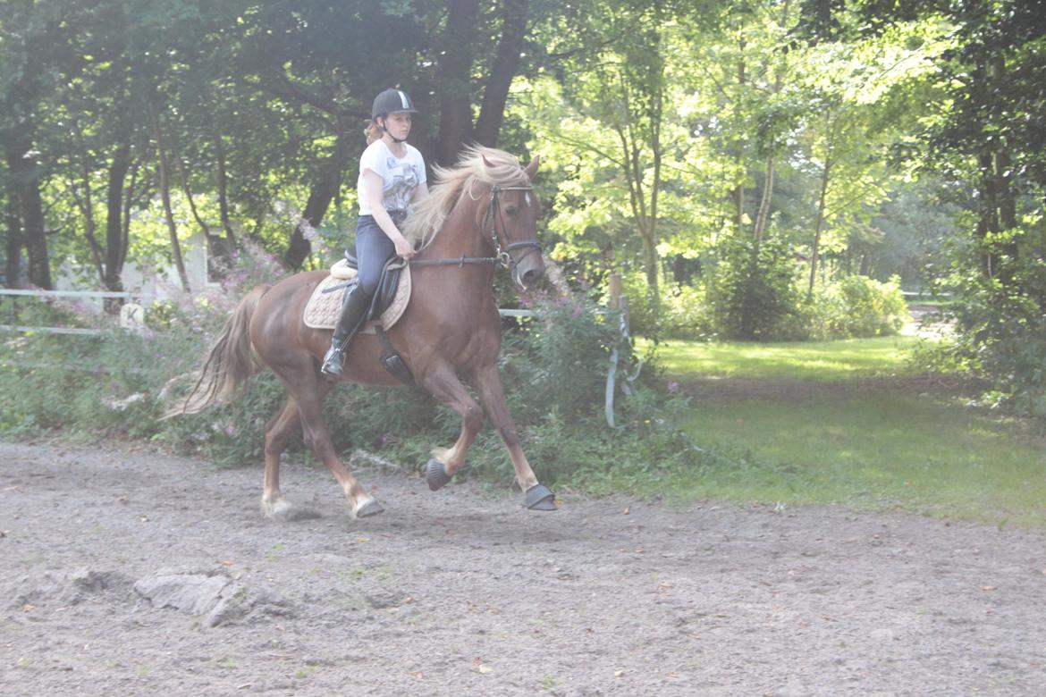 Welsh Cob (sec D) Midtnight billede 6