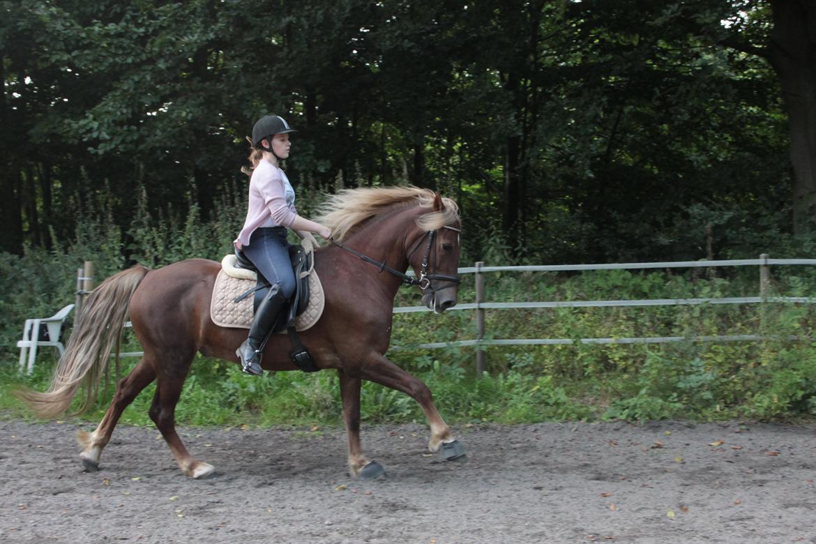 Welsh Cob (sec D) Midtnight billede 7