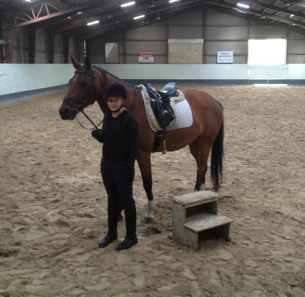 Anden særlig race Refsgaards Cheval billede 3