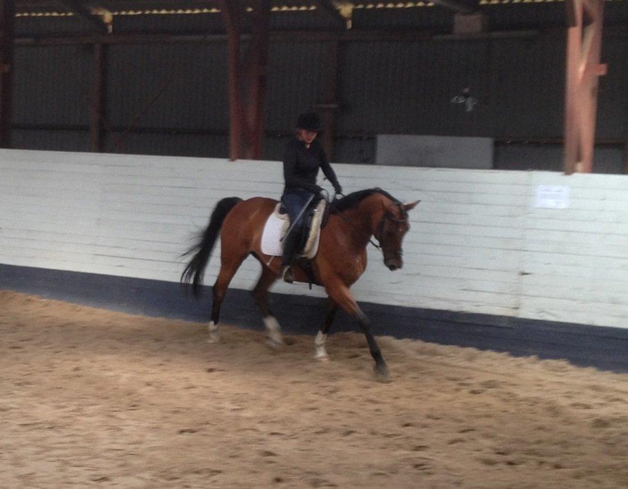 Anden særlig race Refsgaards Cheval billede 4