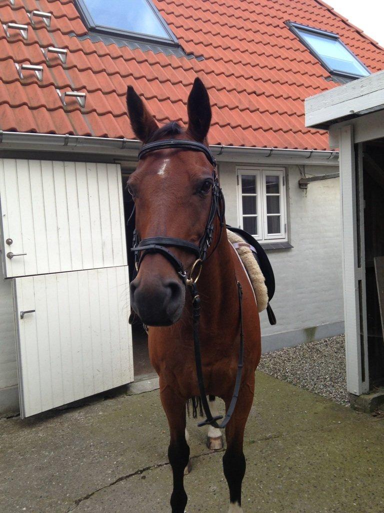 Anden særlig race Refsgaards Cheval billede 5