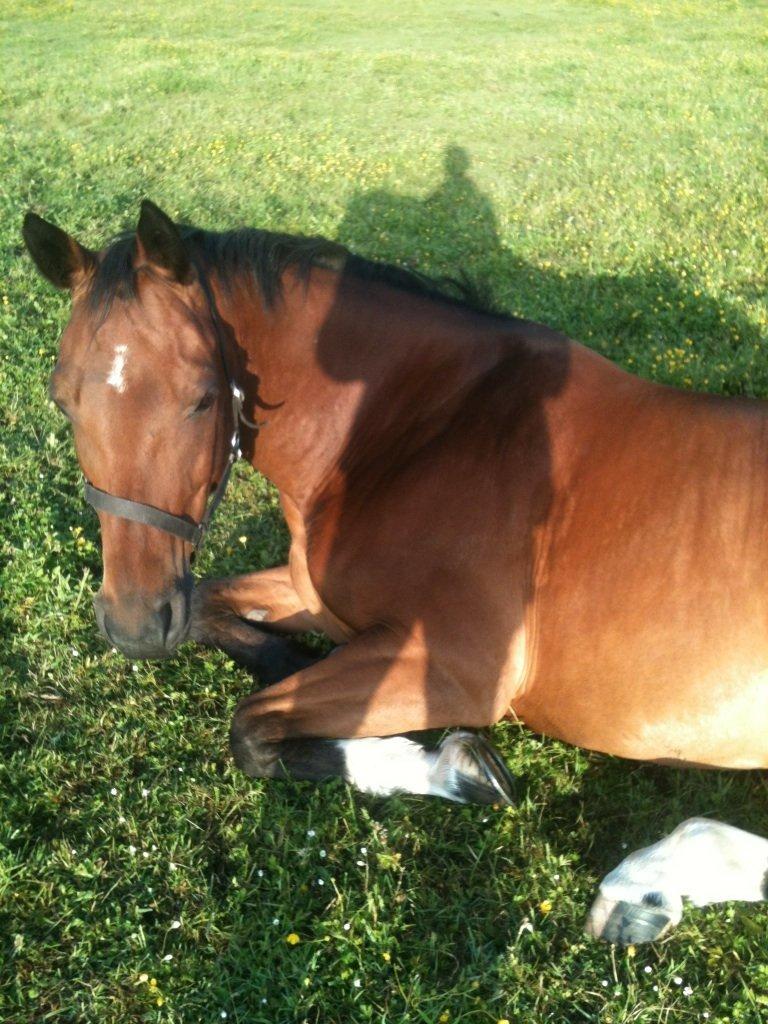 Anden særlig race Refsgaards Cheval billede 6