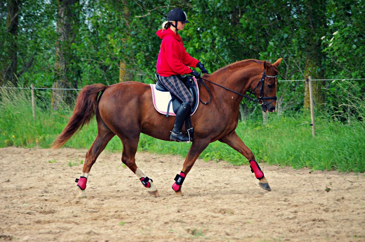 Anden særlig race Kosmo billede 16