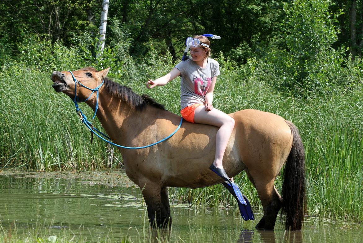 Anden særlig race Flicka | Thanks for the memories <3 - Taget af: https://www.facebook.com/FrejaSifFoto?fref=ts billede 5