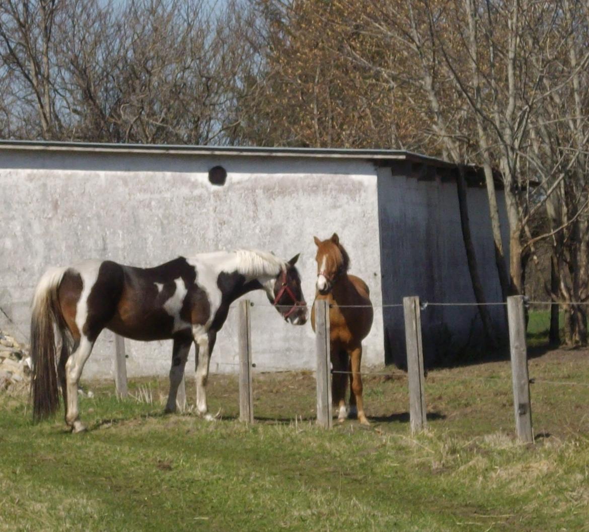 Pinto Tornado billede 16