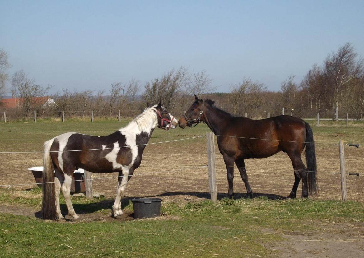 Pinto Tornado billede 17