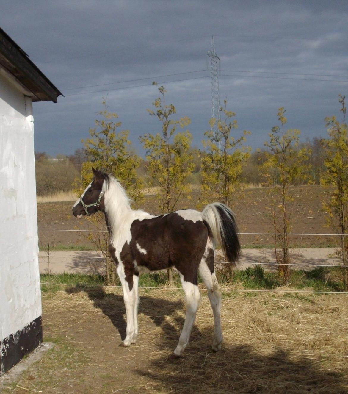 Pinto Savanna billede 10