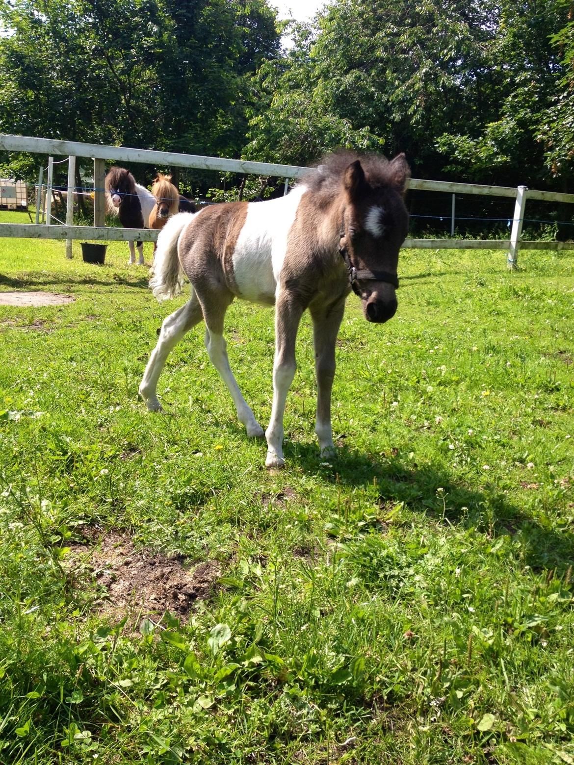 Anden særlig race Gucci billede 15