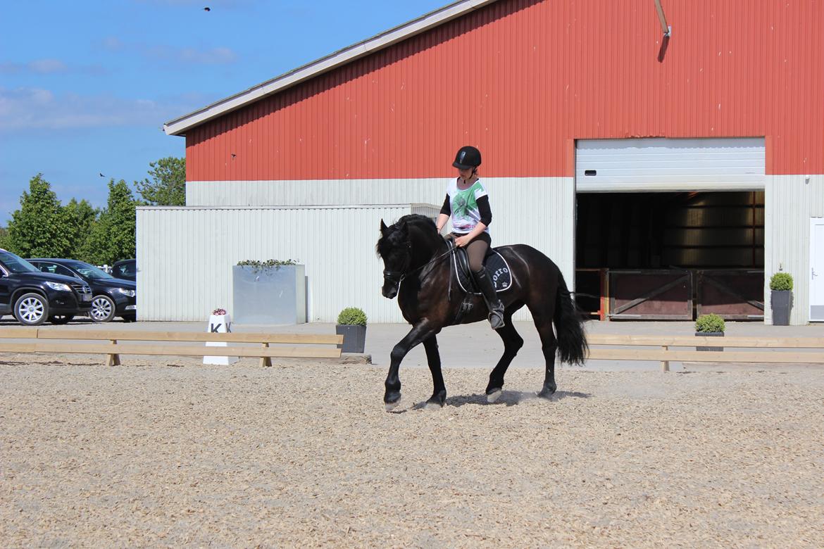 Frieser Zorro - Da vi var oppe og prøve ham, på Stald Vallentin!:) billede 13