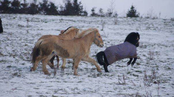 Anden særlig race FREJA billede 5