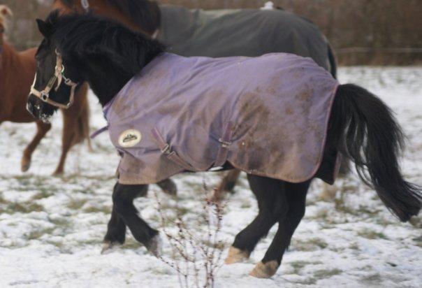 Anden særlig race FREJA billede 14