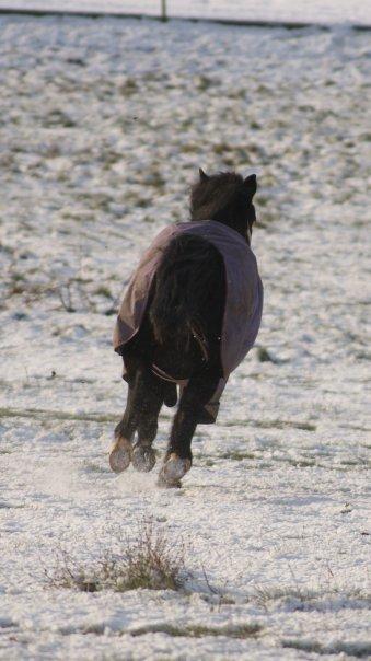 Anden særlig race FREJA billede 8