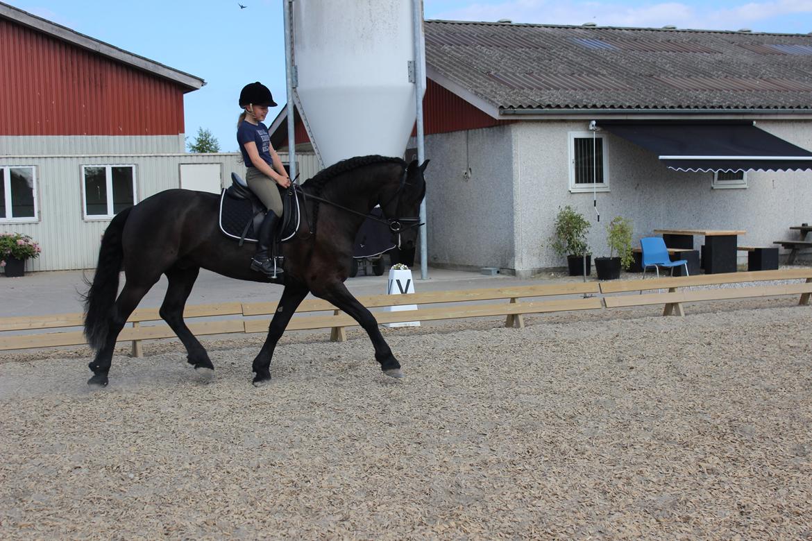 Frieser Zorro - Da vi var oppe og prøve ham, på Stald Vallentin!:) billede 8