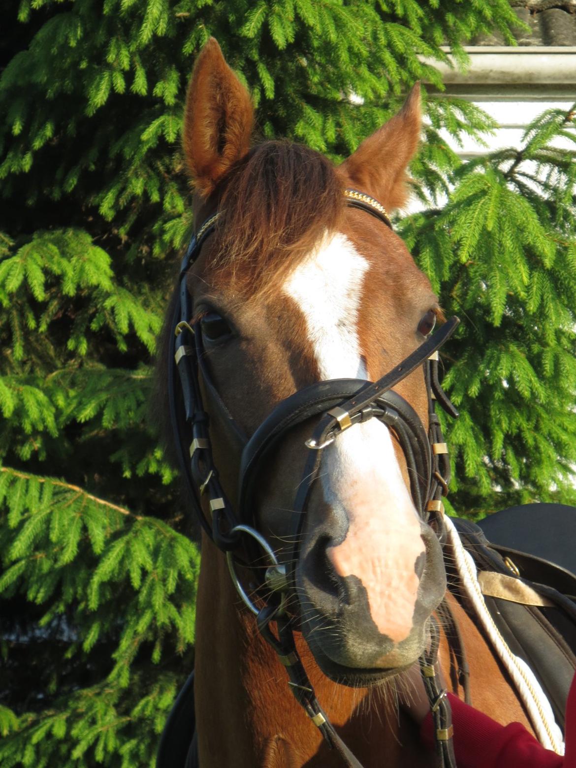 DSP Thorslunds Sunny Boy billede 2