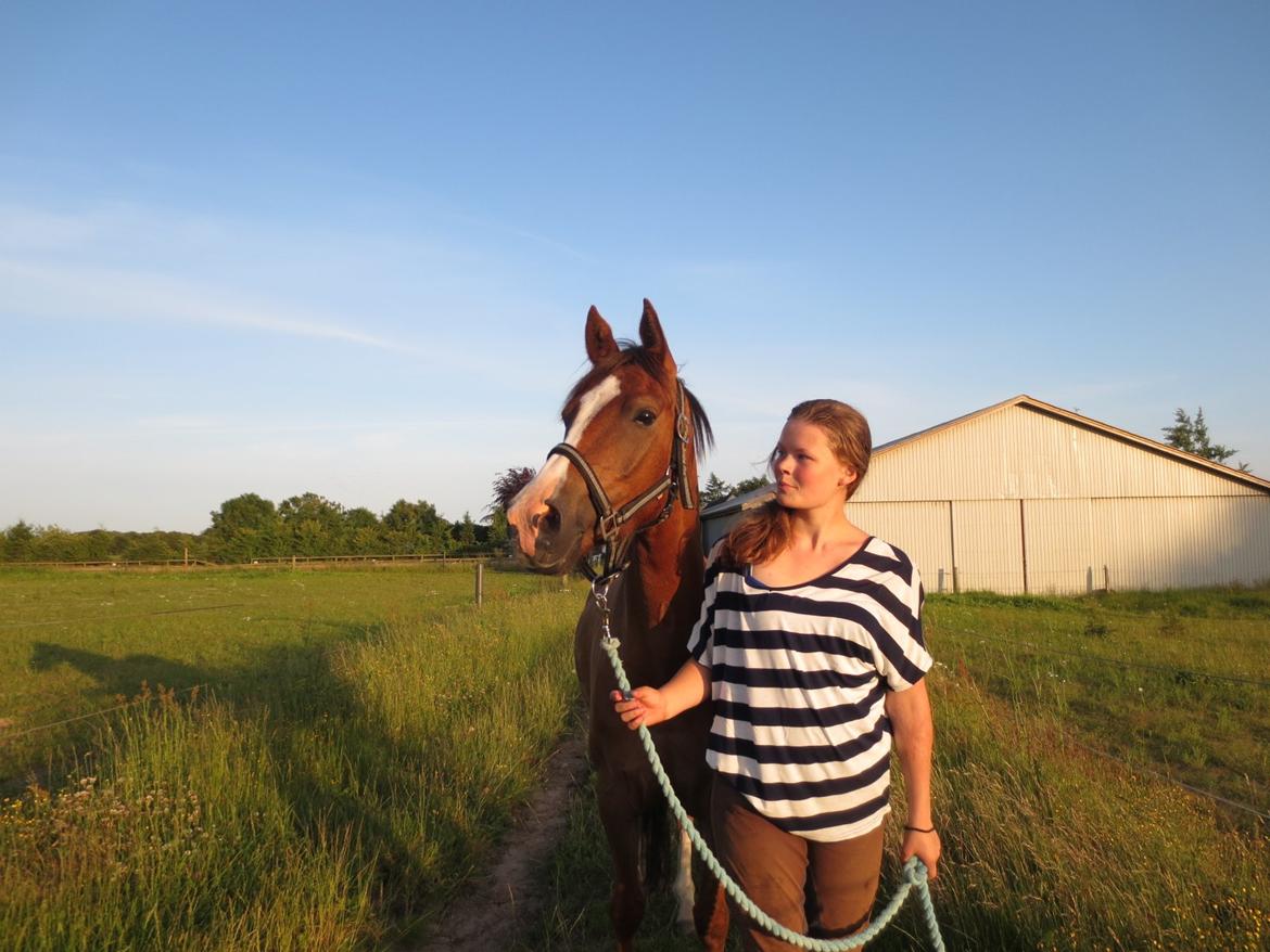 DSP Thorslunds Sunny Boy - Elsker ham <3 billede 3