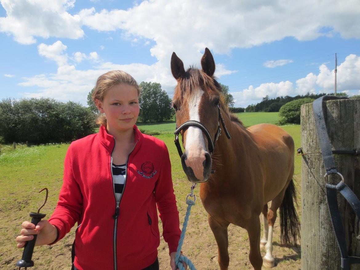 DSP Thorslunds Sunny Boy billede 4