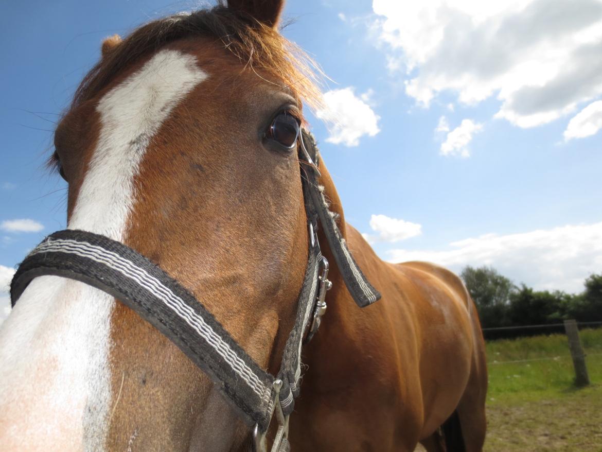 DSP Thorslunds Sunny Boy - HEJ<3 c: billede 5